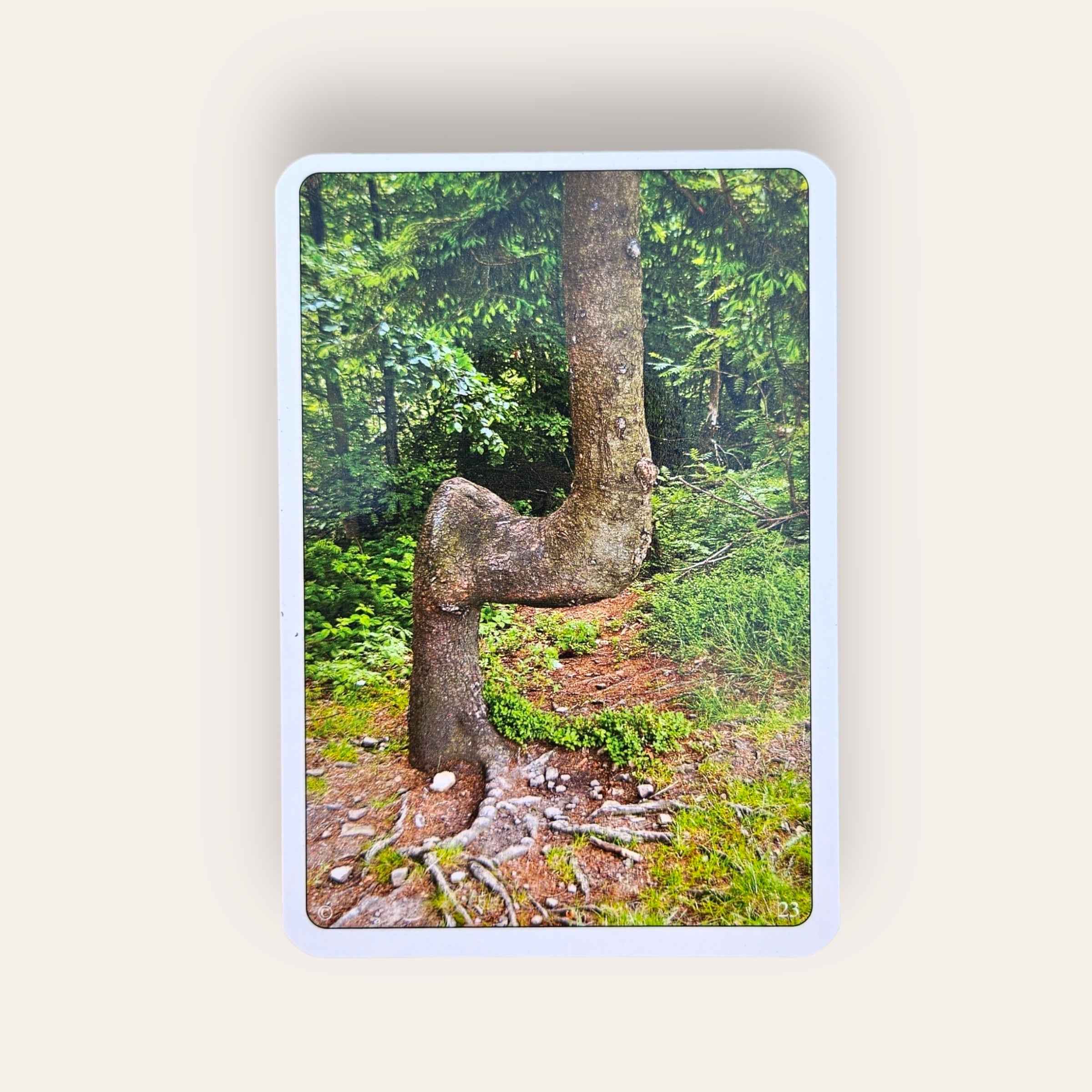 קלפי יועץ ועץ - קלפים טיפוליים