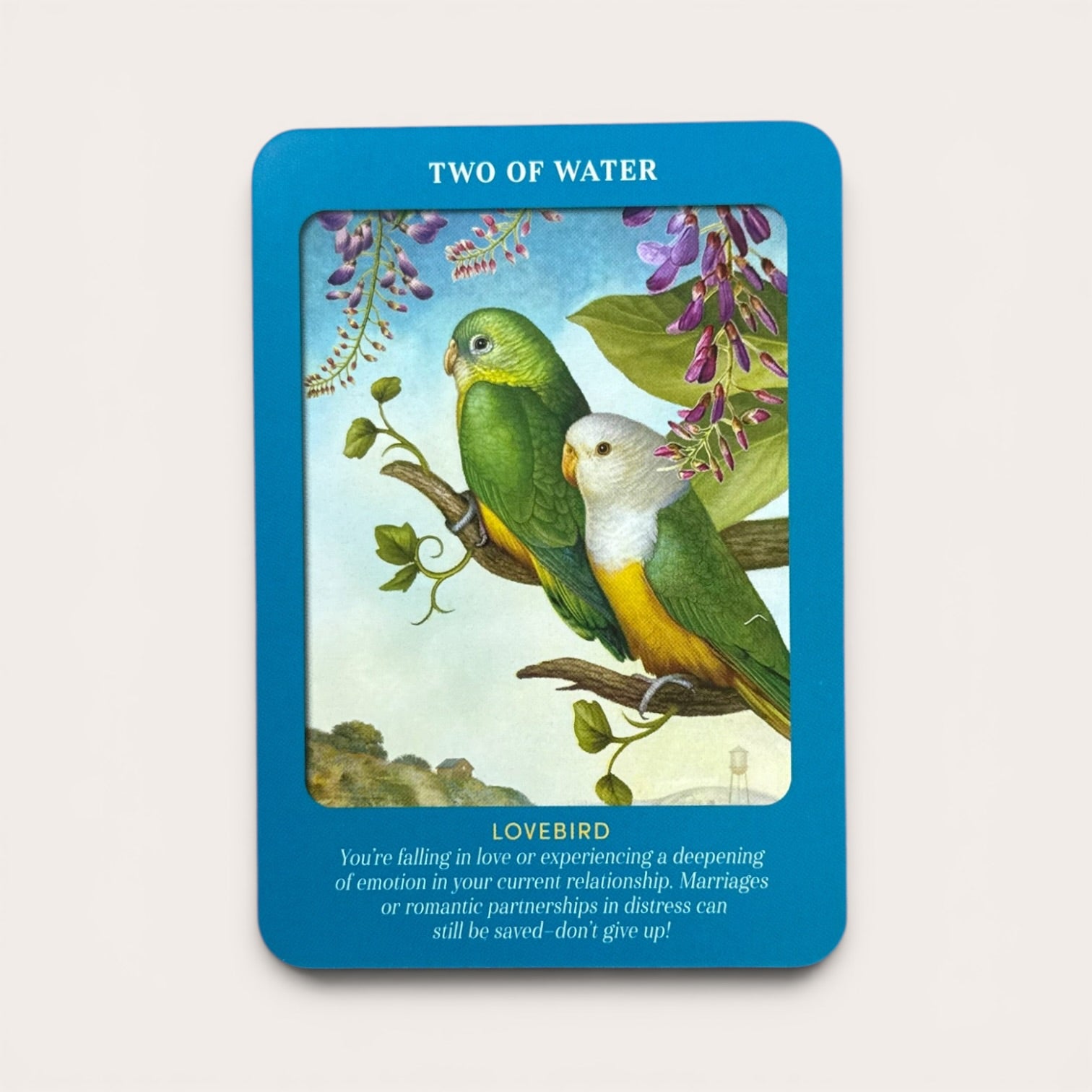 קלפי Animal Guides